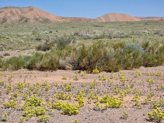 beautiful landscape of the desert in spring 
