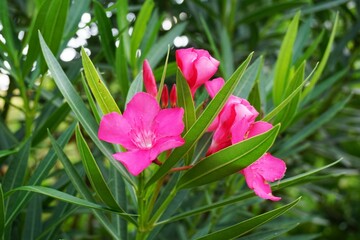 pink Oleander flowers in the garden