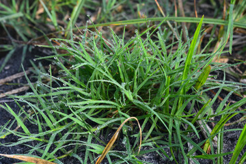 A rustic wooden shelf adorned with green glassware, a green watering can, and a lush plant against a softly lit background wall, evoking a sense of serenity.