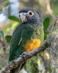 Obraz premium Perched Parrot in Green Foliage