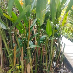 Thalia geniculata, curved crocodile flag or fire flag