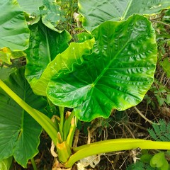 Alocasia odora, also known as night lily, Asian taro, or giant upright elephant ear.