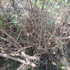 Branch, vine, bush