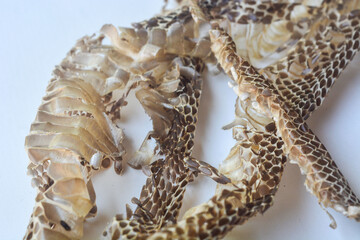 Close up of snake skin that has just peeled off