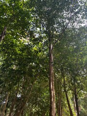 trees in the woods
