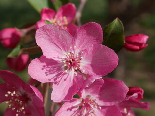 Bechtel Crabapple tree flowers, Colorado