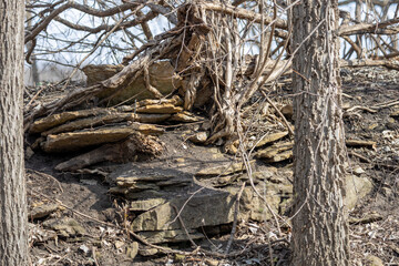 Landscape view of exposed layered natural limestone rock deposits in a wooded hillside ravine in. early spring or late autumn