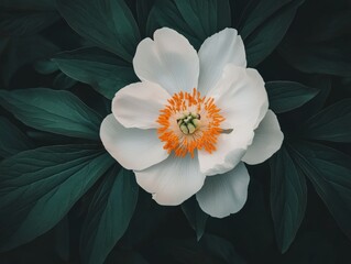 A single white flower blooms with green foliage surrounding it