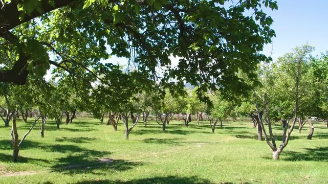 Footage of a vibrant walnut orchard, likely of the English walnut variety, showing tree-lined rows with strong, green trees providing rich crops in a tranquil, rural setting.