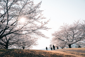 桜が美しい公園の夕方