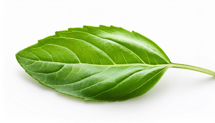 Fototapeta premium Fresh Basil Leaf: A vibrant, single basil leaf, showcasing its rich green hue and delicate texture. Perfect for culinary and herbal themes.