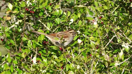 Watch this cute White-throated Sparrow as it enjoys a meal of bright red Yaupon Holly berries in the warm, golden light of morning. This close-up video captures the charming bird feeding - Powered by Adobe