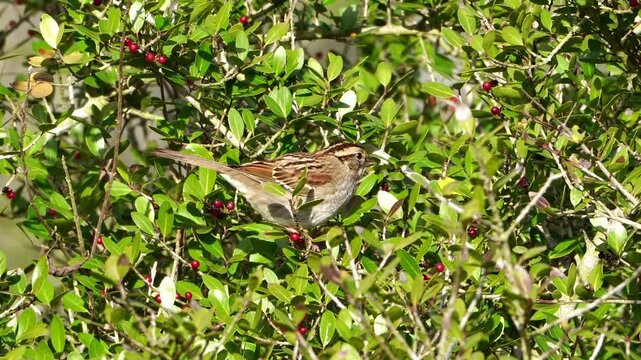 Watch this cute White-throated Sparrow as it enjoys a meal of bright red Yaupon Holly berries in the warm, golden light of morning. This close-up video captures the charming bird feeding