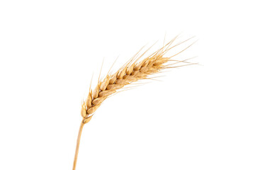 ripe golden wheat ears isolated on white background.