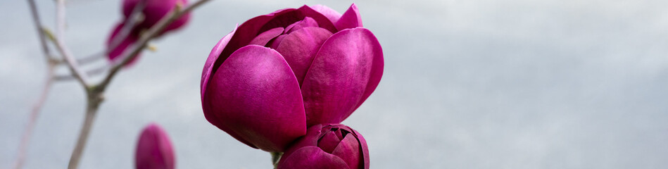 Fototapeta premium Symbol of spring, closeup of deep magenta maroon classic tulip shaped magnolia flower blooming on a tree against a gray background 