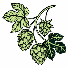 Vector illustrations of a hops