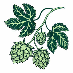 Vector illustrations of a hops