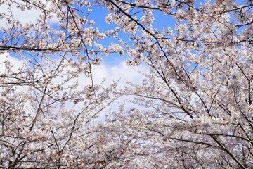 青空の下に咲くピンク色の綺麗な桜の花。2024年4月上旬の千葉県の桜。