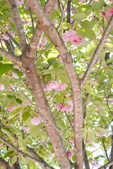 遅咲きのピンク色がかわいい桜の花。
