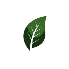 Close-up detail of a vibrant green leaf with a white background.