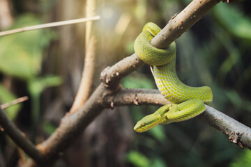 White-lipped pit Tree Viper - Trimeresurus albolabris. Green snake coiled around on mulberry branch with natural green background in the garden with the morning sunlight.
