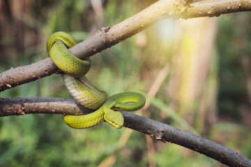 White-lipped pit Tree Viper - Trimeresurus albolabris. Green snake coiled around on mulberry branch with natural green background in the garden with the morning sunlight.