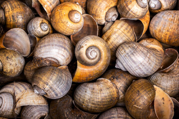 Background Pile of dried shells freshwater Golden apple snail - Pomacea canaliculata. natural objects used as fertilizer or DIY work decorative small ornamental plant pots.