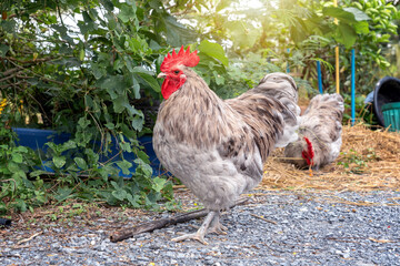 Free range organic chicken poultry in country. A plump and healthy splash australorp rooster in garden with evening sunlight.