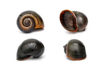 Set With the surrounding characteristics of Alive Freshwater Golden apple snail - Pomacea canaliculata isolated on white background. © Panupong
