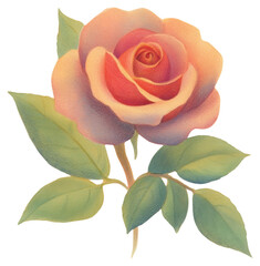 Obraz premium PNG Cute rose illustration flower petal.