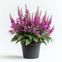 Stunning Purple Flowers in a Black Pot: A Vibrant Floral Display