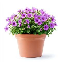 Naklejka premium Stunning Purple Flowers in Terracotta Pot: A Breathtaking Floral Image