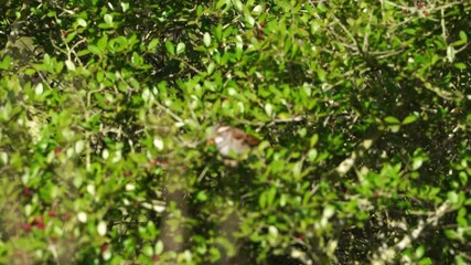 Watch this cute White-throated Sparrow as it enjoys a meal of bright red Yaupon Holly berries in the warm, golden light of morning. This close-up video captures the charming bird feeding - Powered by Adobe
