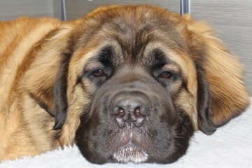 Obraz premium Gentle leonberger dog relaxing at home animal portrait indoor setting calm environment close-up view pet love