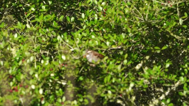 Watch this cute White-throated Sparrow as it enjoys a meal of bright red Yaupon Holly berries in the warm, golden light of morning. This close-up video captures the charming bird feeding
