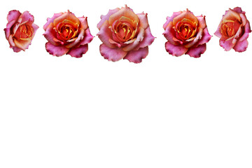 red rose on white background