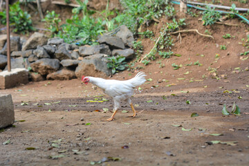 Photo of chickens looking for food in the yard
