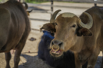 Majestic Buffalo with a nose ring standing proudly In the pasture