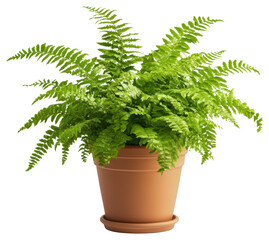 Obraz premium Lush green fern plant home png transparent