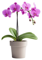 Fototapeta premium Orchid plant png transparent background