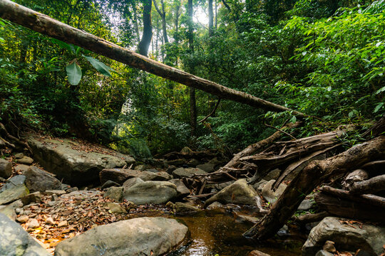 stream flowing in the ever green forest