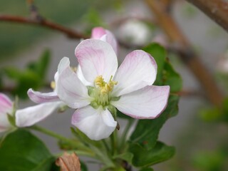 Jewlberry Crabapple tree flowers, Colorado