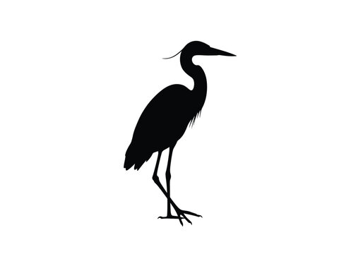 Blue heron silhouette. This image shows a black silhouette of a blue heron standing on one leg with its head slightly turned. Vector clipart black illustration design.
