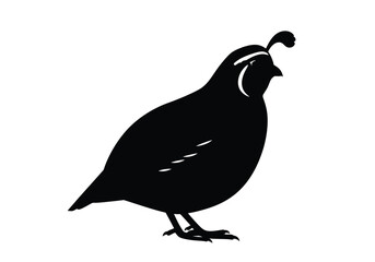 Fototapeta premium Quail silhouette. The image shows a black silhouette of a quail with distinct features like a crest, beak, and feathers. Vector clipart black illustration design.