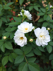 Obraz premium White double flowers of rosa pimpinellifolia Plena, popular ornamental garden plant also known as burnet rose. Rosa pimpinellifolia, the burnet rose, also known as Scotch Rose.