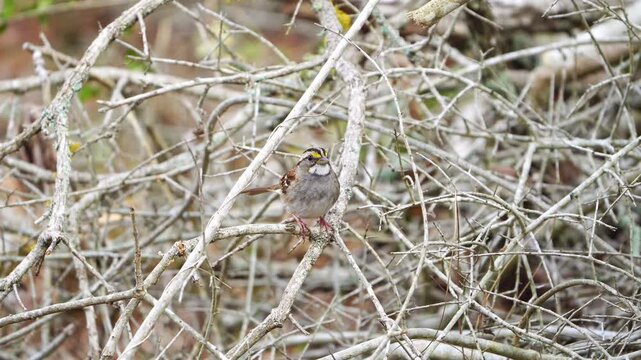 This close-up video captures the adorable and colorful details of a White-throated Sparrow nestled within forest brush. Observe the intricate patterns and vibrant hues of this charming little bird as 