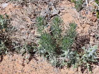 beautiful plants in the desert
