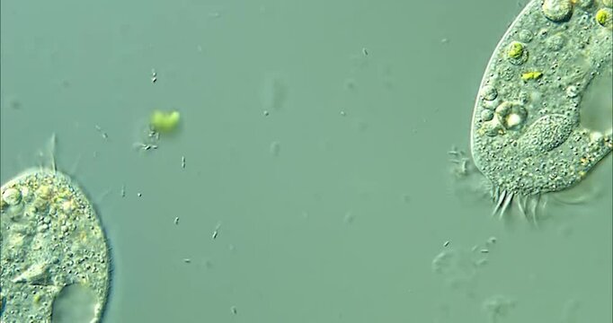 Paramecium under the microscope background