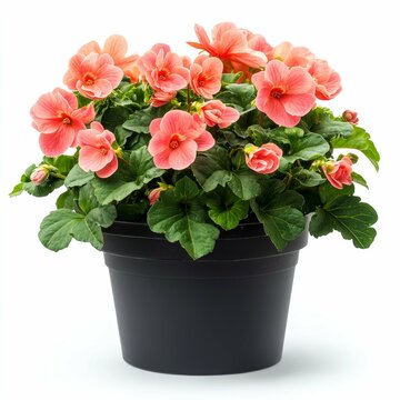 Vibrant Peach Petunias in a Black Pot: A Stunning Floral Display