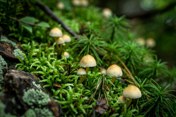 Small Mushrooms Growing On Mossy Forest Floor In An Autumn Environment